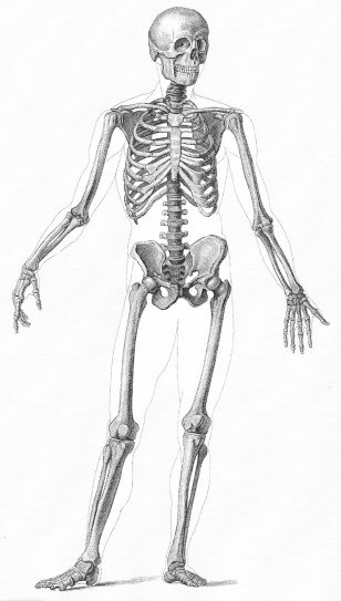 Skelett